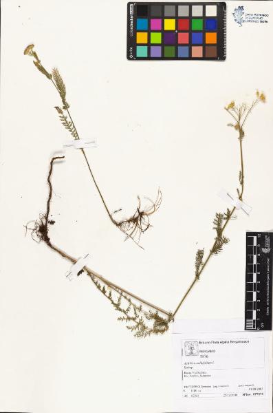 Achillea millefolium L.