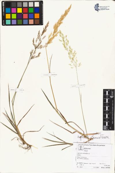 Agrostis stolonifera L.