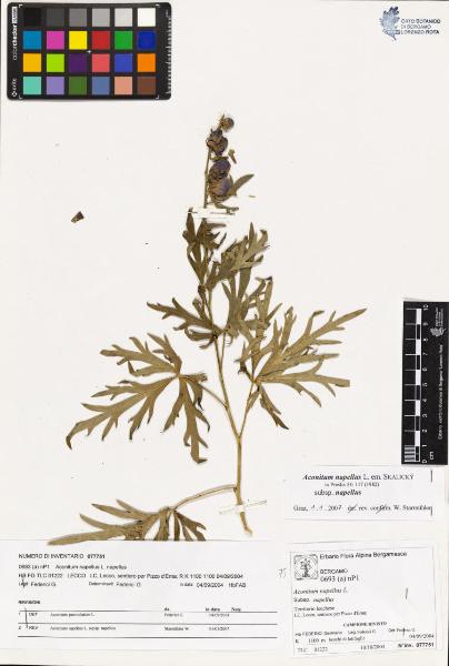 Aconitum napellus L. subsp. napellus