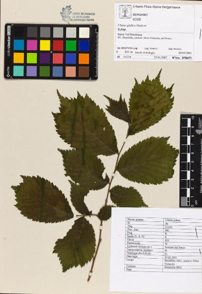 Ulmus glabra Hudson