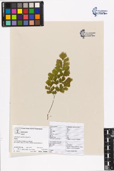 Adiantum capillus-veneris L.