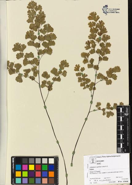 Adiantum capillus-veneris L.