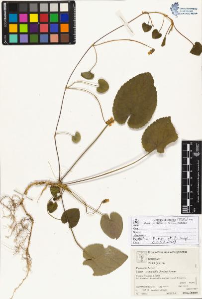 Viola alba Besser subsp. scotophylla (Jordan) Nyman