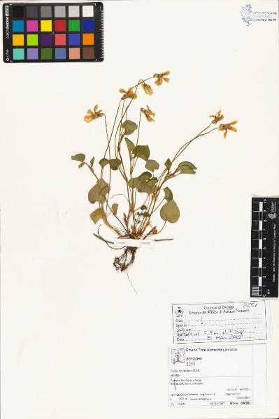 Viola riviniana Rchb.