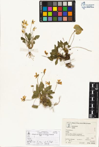 Viola hirta L.