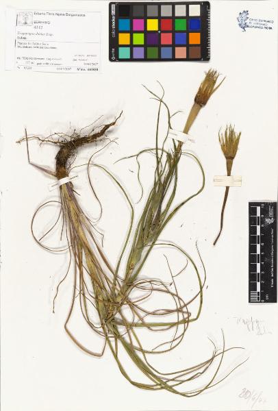 Tragopogon dubius Scop.