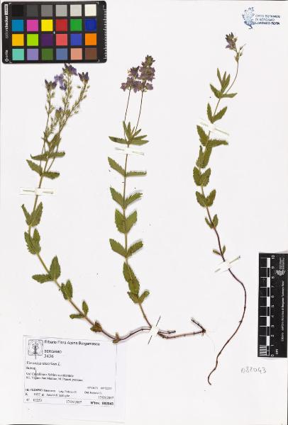 Veronica teucrium L.