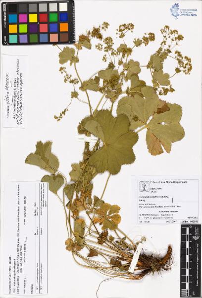 Alchemilla glabra Neygenf.