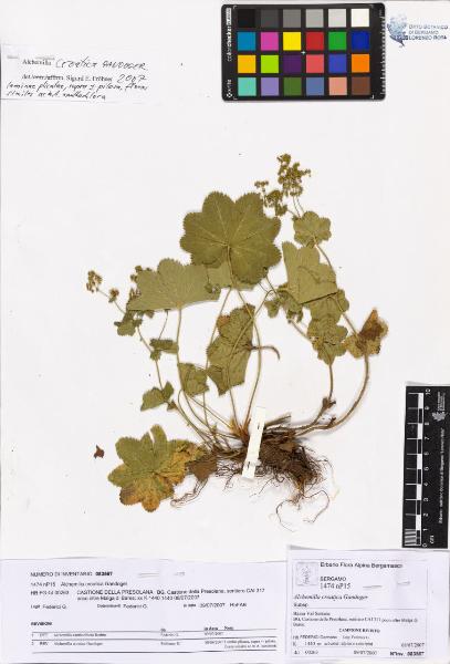 Alchemilla croatica Gandoger