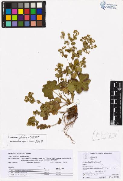 Alchemilla glabra Neygenf.