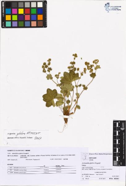 Alchemilla glabra Neygenf.