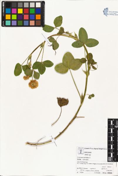 Trifolium hybridum L. subsp. hybridum