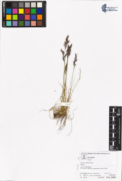 Agrostis alpina Scop.