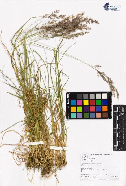 Agrostis schraderana Becherer