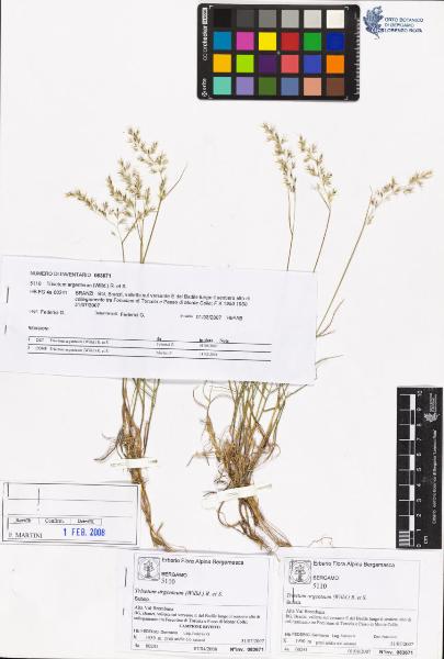 Trisetum argenteum (Willd.) R. et S.