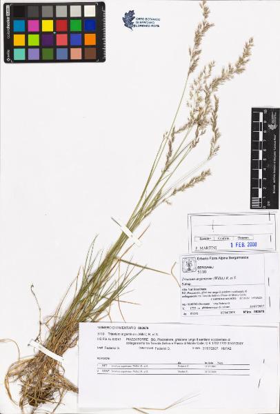 Trisetum argenteum (Willd.) R. et S.