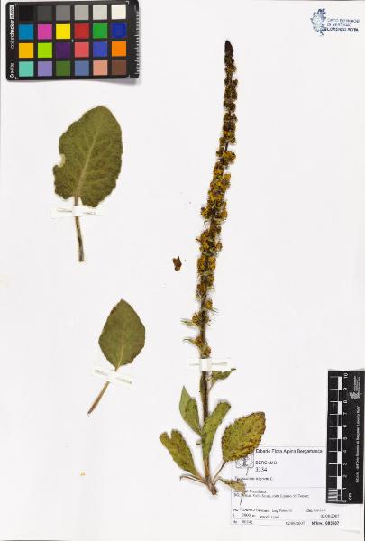 Verbascum nigrum L.