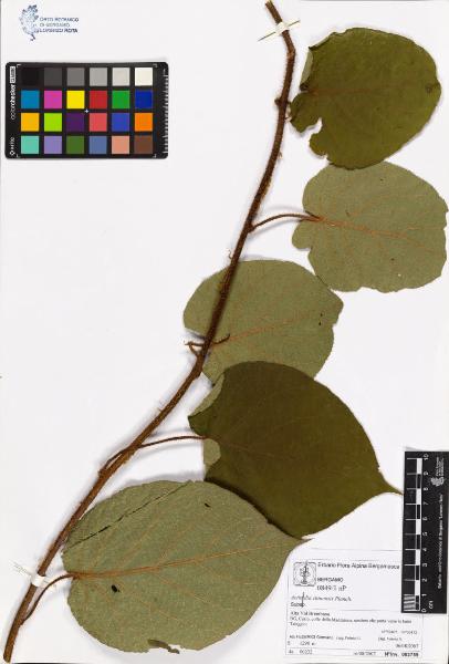 Actinidia chinensìs Planch.