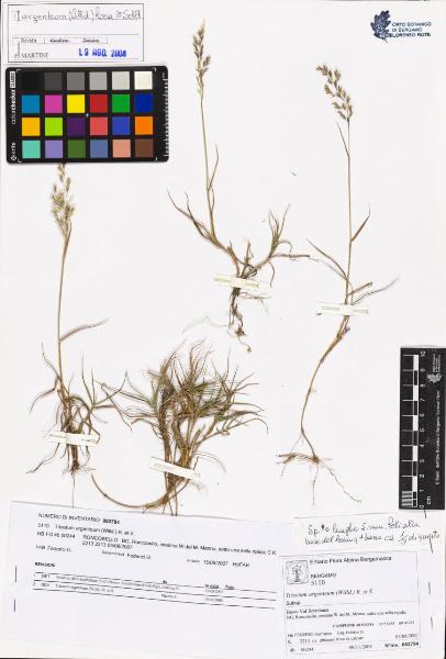 Trisetum argenteum (Willd.) R. et S.