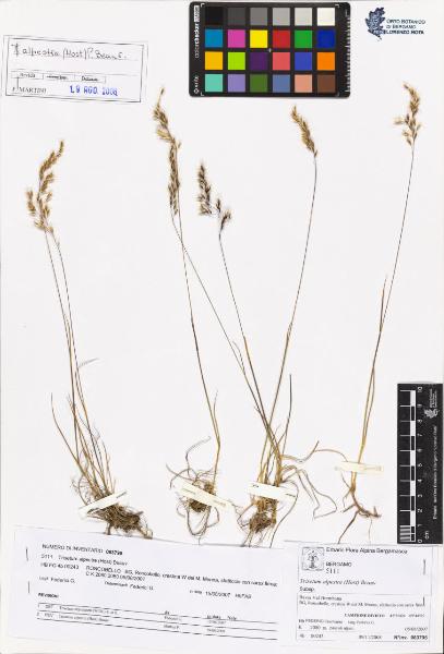 Trisetum alpestre (Host) Beauv