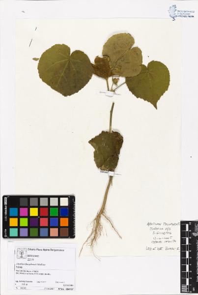 Abutilon theophrasti Medicus