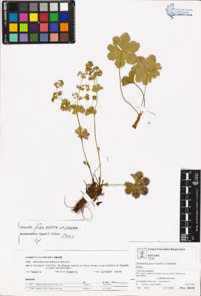 Alchemilla fissa Gunther et Schumm.