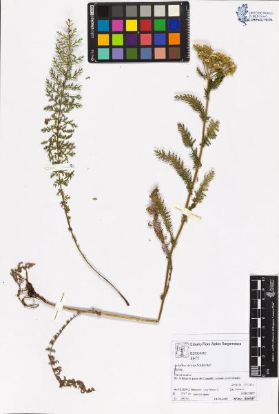 Achillea stricta Schleicher