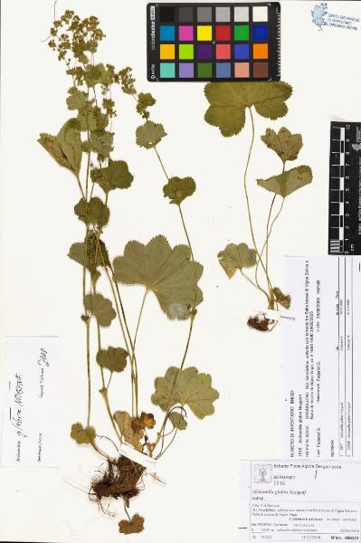 Alchemilla glabra Neygenf.