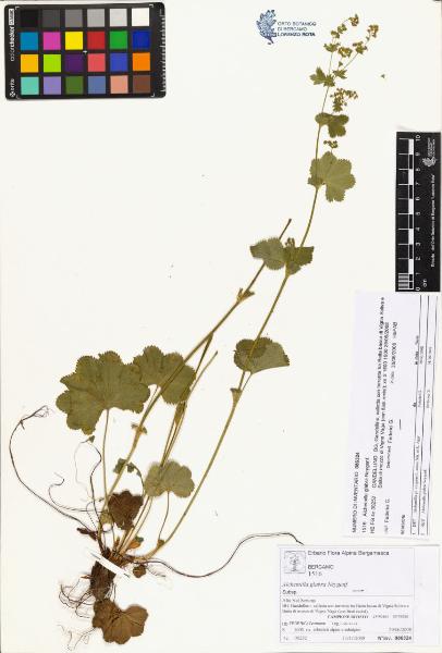 Alchemilla glabra Neygenf.