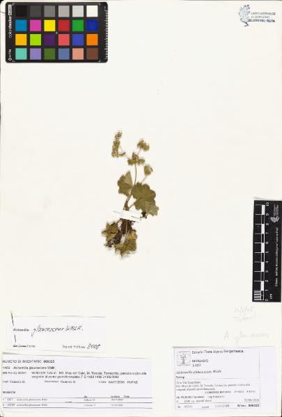 Alchemilla glaucescens Wallr.