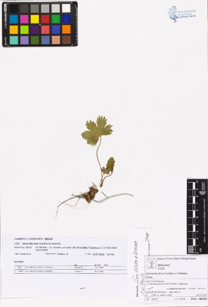 Alchemilla fissa Gunther et Schumm.