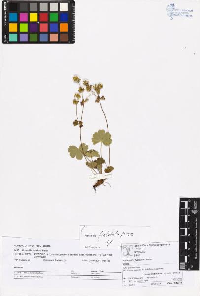 Alchemilla flabellata Buser