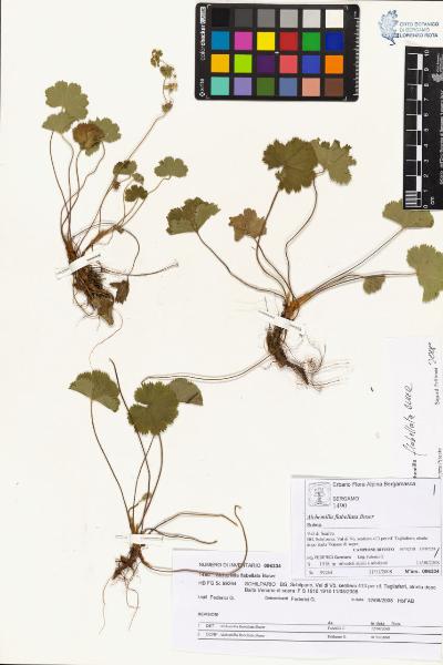 Alchemilla flabellata Buser