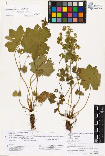 Alchemilla effusa Buser