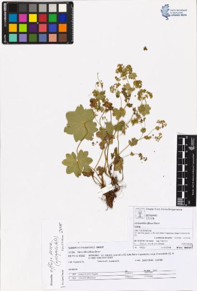 Alchemilla effusa Buser