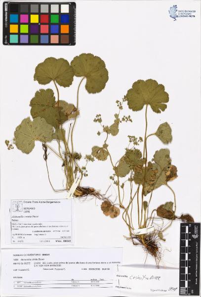 Alchemilla crinita Buser