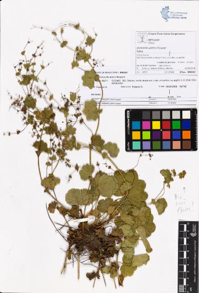 Alchemilla glabra Neygenf.