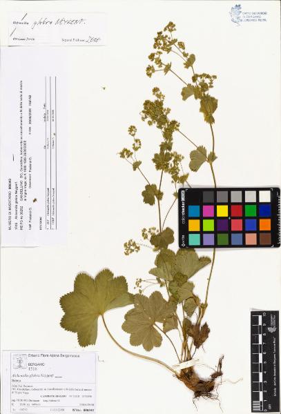 Alchemilla glabra Neygenf.