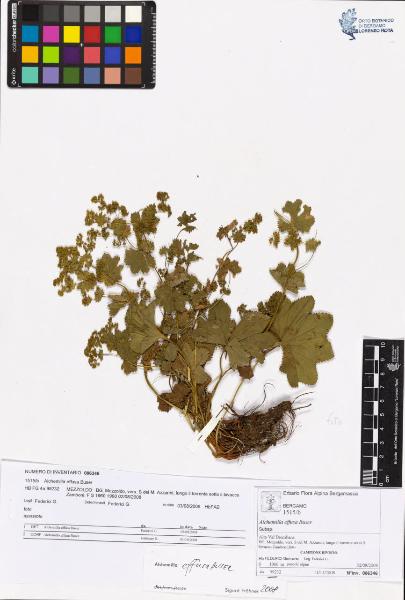 Alchemilla effusa Buser