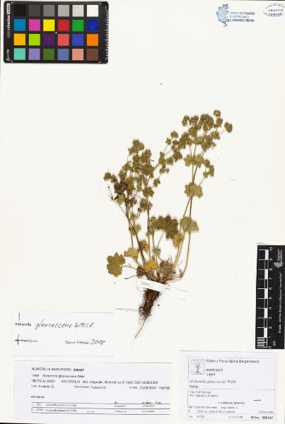 Alchemilla glaucescens Wallr.