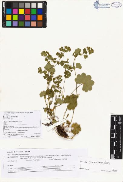 Alchemilla connivens Buser