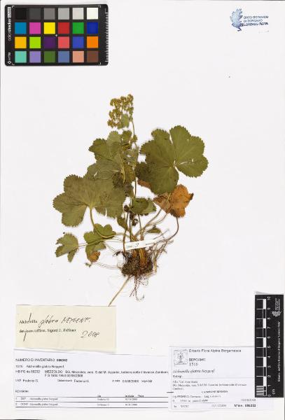 Alchemilla glabra Neygenf.