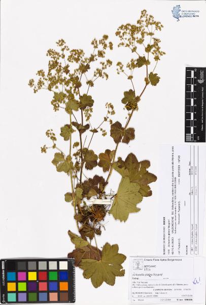 Alchemilla glabra Neygenf.