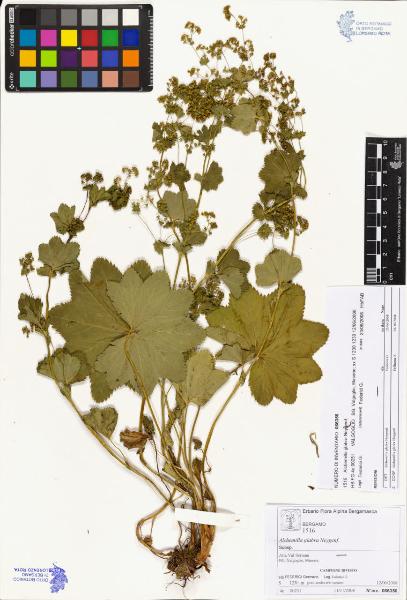 Alchemilla glabra Neygenf.