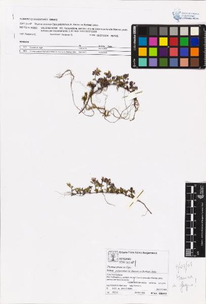 Thymus praecox Opiz subsp. polytrichus (A. Kerner ex Borbas) Jalas