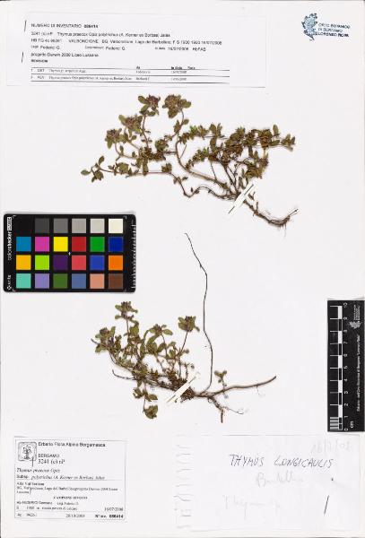 Thymus praecox Opiz subsp. polytrichus (A. Kerner ex Borbas) Jalas