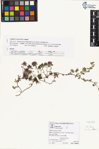 Thymus praecox Opiz subsp. polytrichus (A. Kerner ex Borbas) Jalas