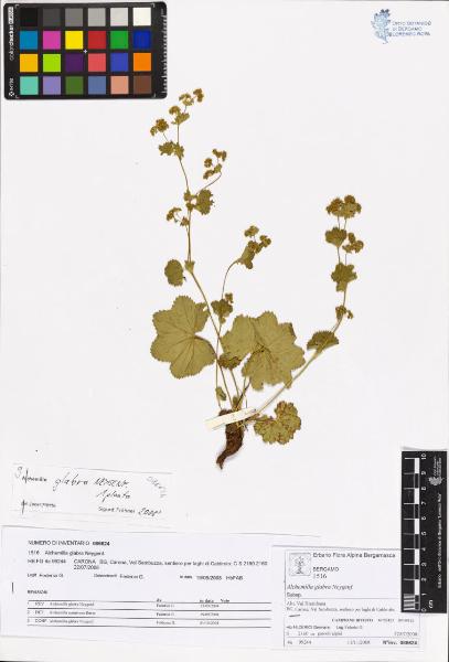 Alchemilla glabra Neygenf.