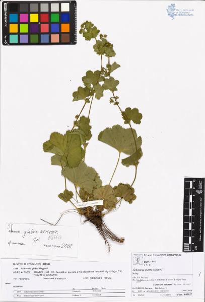 Alchemilla glabra Neygenf.