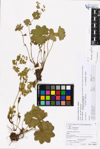 Alchemilla effusa Buser